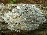 Punctelia bolliana image