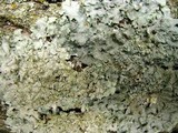 Punctelia bolliana image