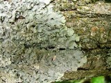 Punctelia bolliana image