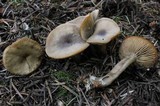 Clitocybe glacialis image