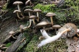 Mycena overholtsii image