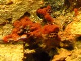 Metatrichia vesparium image