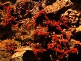 Metatrichia vesparium image