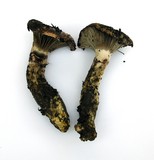 Gomphidius oregonensis image