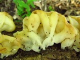 Ductifera pululahuana image