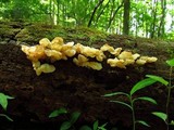 Ductifera pululahuana image