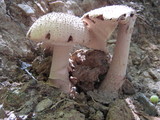 Amanita microlepis image