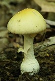 Amanita praecox image