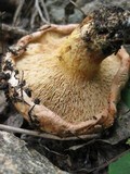 Paxillus involutus image