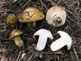 Tricholoma aurantium image