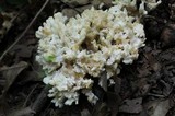 Tremellodendron pallidum image