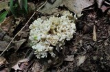 Tremellodendron pallidum image