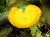 Polyporus leptocephalus image