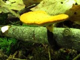 Polyporus leptocephalus image