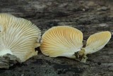 Crepidotus crocophyllus image