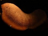 Lentinellus ursinus image