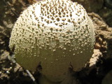 Amanita microlepis image