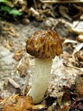 Morchella punctipes image