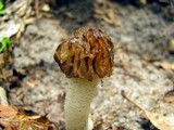Morchella punctipes image