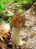 Morchella punctipes image