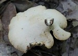 Polyporus leptocephalus image