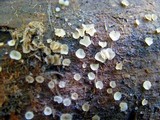 Orbilia crenatomarginata image