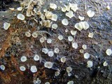 Orbilia crenatomarginata image
