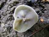 Peziza succosa image