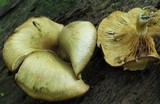 Tricholomopsis decora image