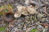 Arrhenia obscurata image