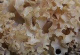 Sparassis americana image