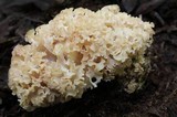 Sparassis americana image
