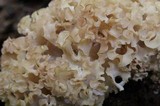 Sparassis americana image