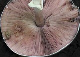 Agaricus placomyces image