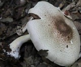 Agaricus placomyces image