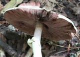 Agaricus placomyces image