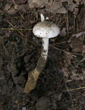 Amanita cylindrispora image