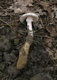 Amanita cylindrispora image