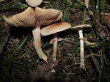 Agrocybe molesta image