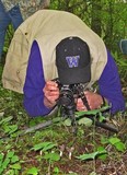 Helvella dissingii image