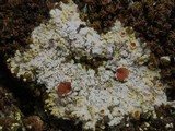 Fulgensia fulgens image