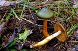 Cortinarius austrovenetus image