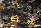Clavulinopsis aurantiocinnabarina image