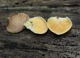 Crepidotus crocophyllus image
