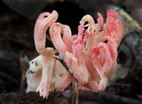 Ramaria botrytis image