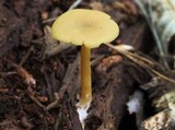 Tricholomopsis decora image