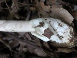 Amanita sect. Vaginatae image