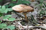 Chlorophyllum olivieri image