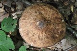 Chlorophyllum olivieri image