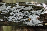 Ceratiomyxa fruticulosa var. fruticulosa image